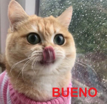 kissa_bueno.png