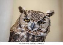 Tired Owl Images, Stock Photos & Vectors | Shutterstock