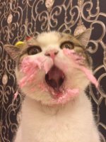 cat-eats-cake-3.jpg