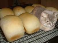 kissa_leivissä.jpg