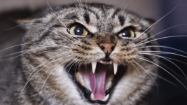 aggressive-cat-1024x576.png