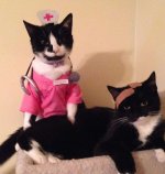 diy-nurse-cat-costume-nurse-pixie-and-her-patient-layla.jpg