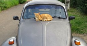 brazil-alto-paraiso-de-goias-cat-vw.jpg