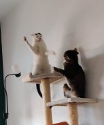 cat-fight-451437.jpg