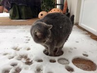cats-vs-snow1.jpg