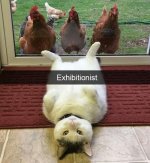 funny-cat-exhibitionist-chickens.jpg
