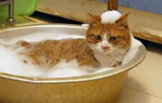 cat_bath.jpg