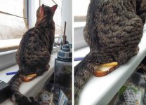 cat-on-the-breakfast.jpg
