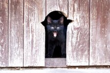 Kitten-Cat-Curious-Cat-Tongue-Pet-Cats-Eyes-5350768.jpg