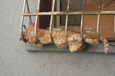 awkward-cats-sleeping-window.jpg