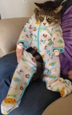 My wife wanted to put our cat in a onesie. He was not amused... - Imgur.jpg