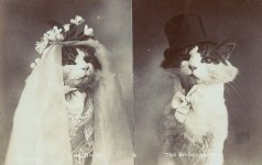 ad1daa1b5fa94f33b556987439151302--cat-wedding-wedding-ideas.jpg