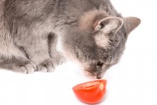 can-cats-eat-tomatoes-3.jpeg