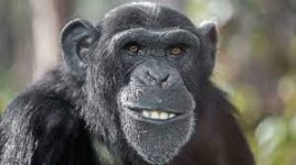 chimp.jpg