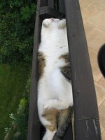 funny-sleeping-cats-17.jpg