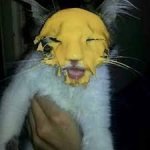 Cheese cat.jpg