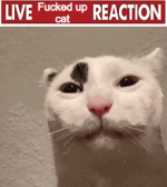 cat-live-cat-reaction.gif