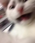 kissa_argh.jpg