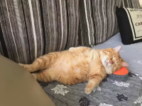 kissa_soffalla.png