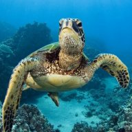 seaturtles