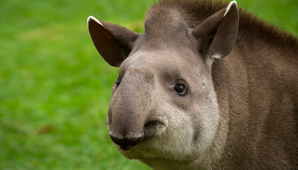 animal-hero-tapir.jpg