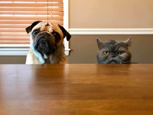 the-pug-is-the-concerned-mother-while-the-cat-is-the-disappointed-father-293027.jpg